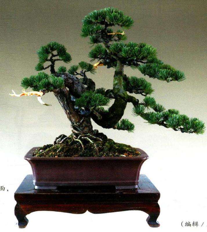 图解 大阪松盆景怎么制作的方法