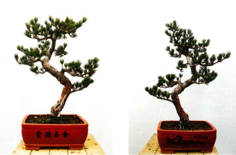 图解 大阪松盆景怎么制作的方法