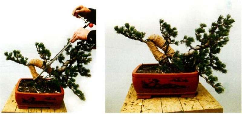 图解 大阪松盆景怎么制作的方法
