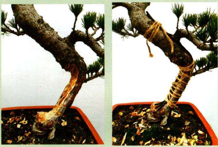 图解 大阪松盆景怎么制作的方法