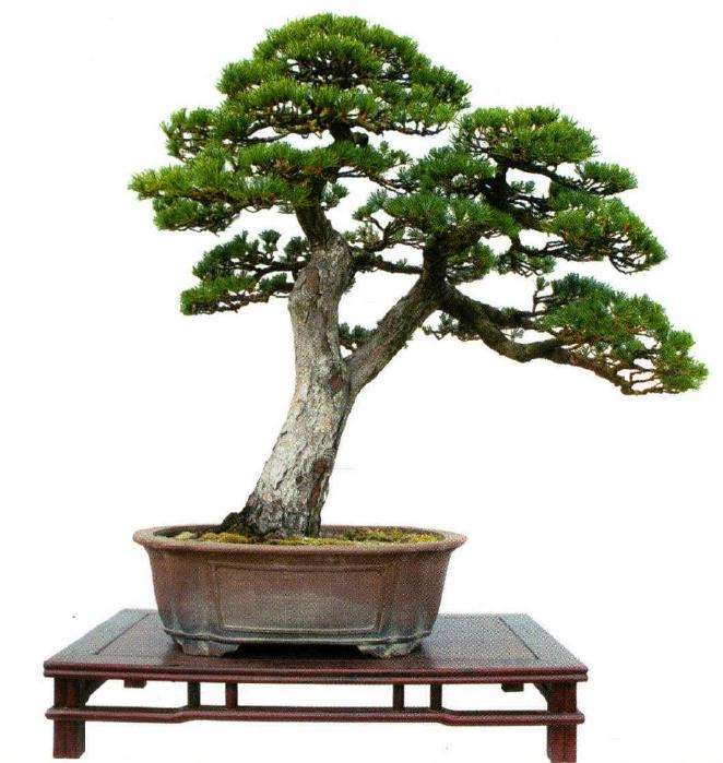 第一届浙江杯盆景艺术展在金平举办