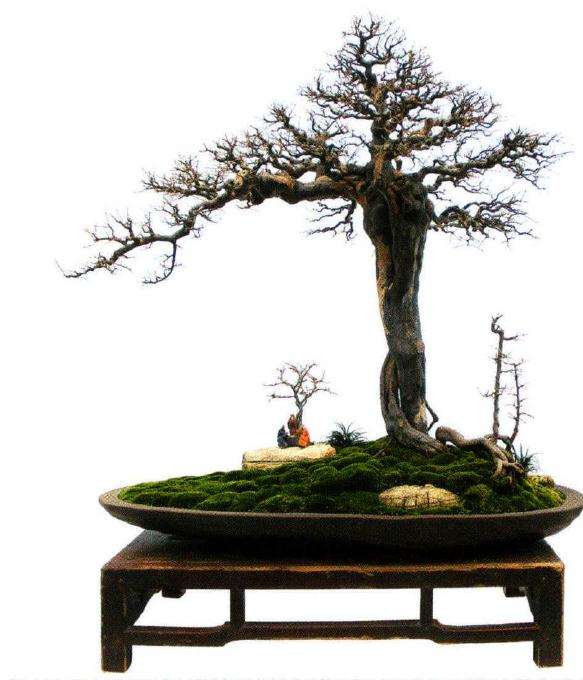 第一届浙江杯盆景艺术展在金平举办