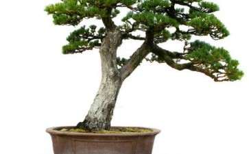 2019 第一届浙江杯盆景艺术展在金平举办