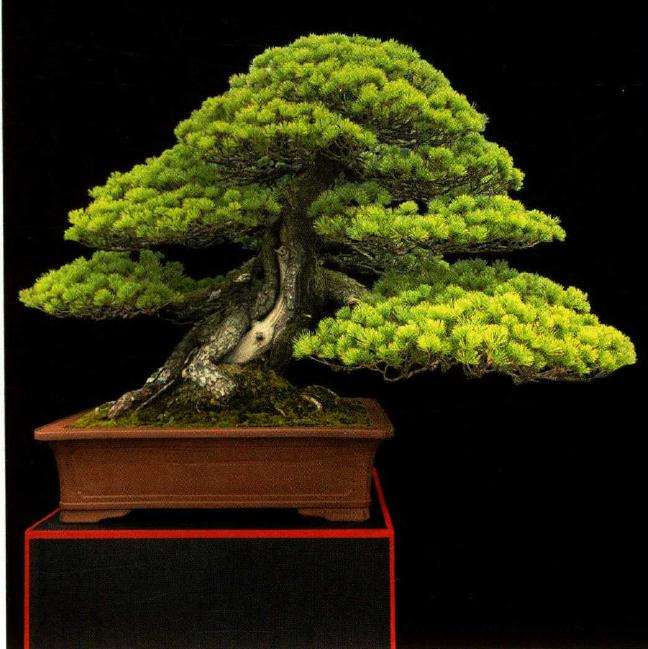 花木盆景杂志社恭祝所有读者新春吉祥