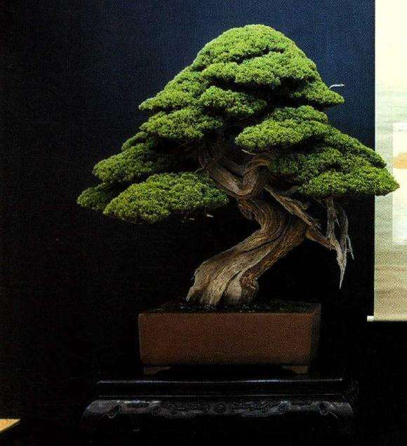 花木盆景杂志社恭祝所有读者新春吉祥