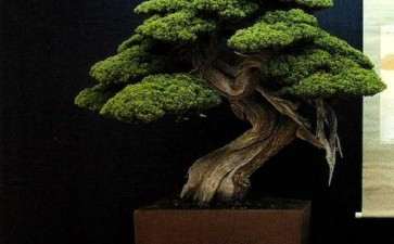 花木盆景杂志社恭祝所有读者新春吉祥