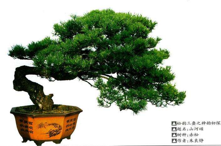 怎么制作盆景才能有神韵