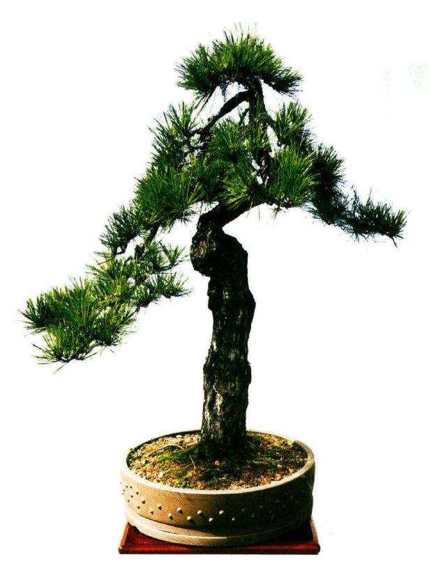 怎么制作盆景才能有神韵