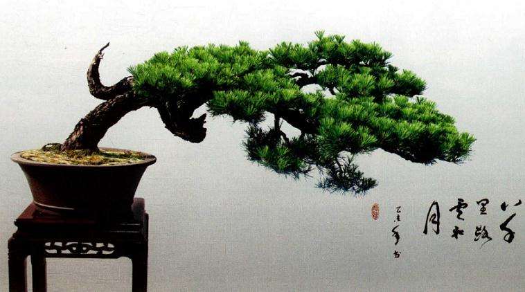 松树盆景怎么才能有气韵