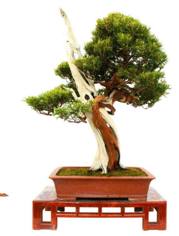 松树盆景怎么才能有气韵