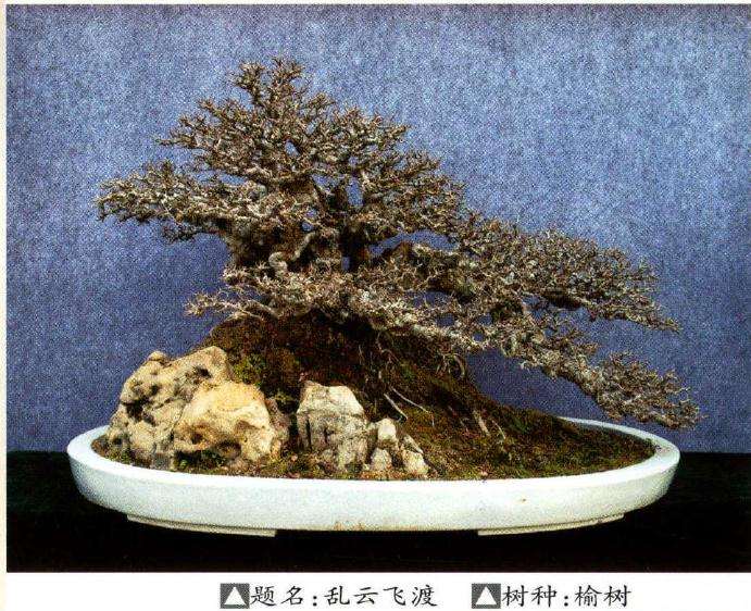 2019 王恒亮盆景艺术大讲堂火热开班