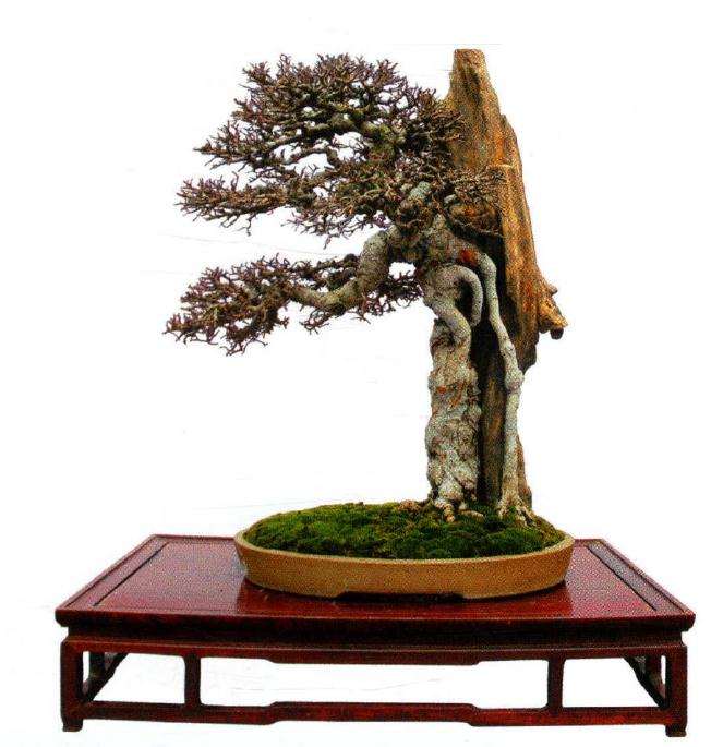 瑞安市第七届盆景艺术展成功举办