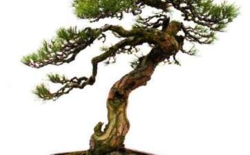 2019 瑞安市第七届盆景艺术展成功举办