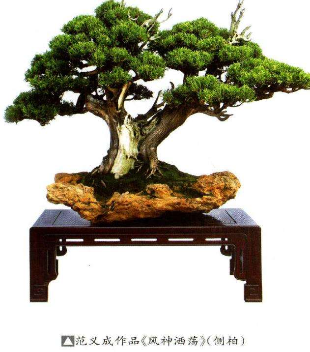 中国盆景艺术大师范义成的艺术情缘
