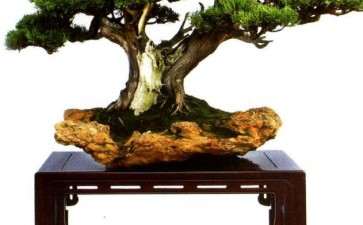 中国盆景艺术大师范义成的艺术情缘