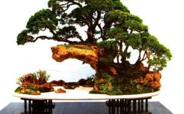 范义成为盆景事业所作出的贡献有哪些