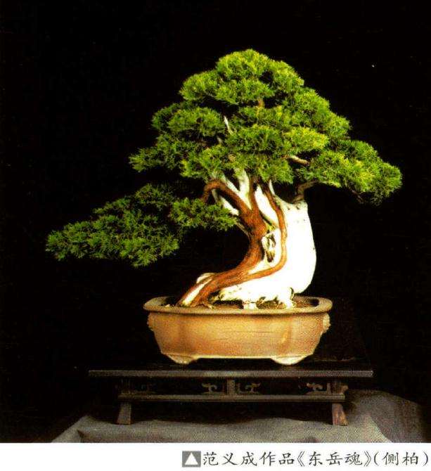 范义成打造150余亩的琅琊盆景园