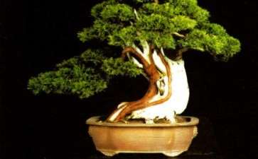 范义成打造150余亩的琅琊盆景园