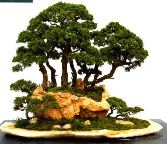 范义成担任盆景联盟常务副主席