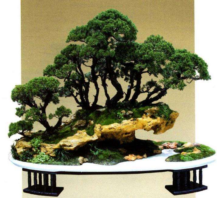 范义成担任盆景联盟常务副主席