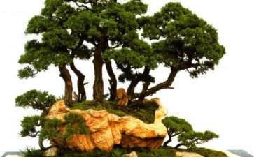 范义成担任盆景联盟常务副主席