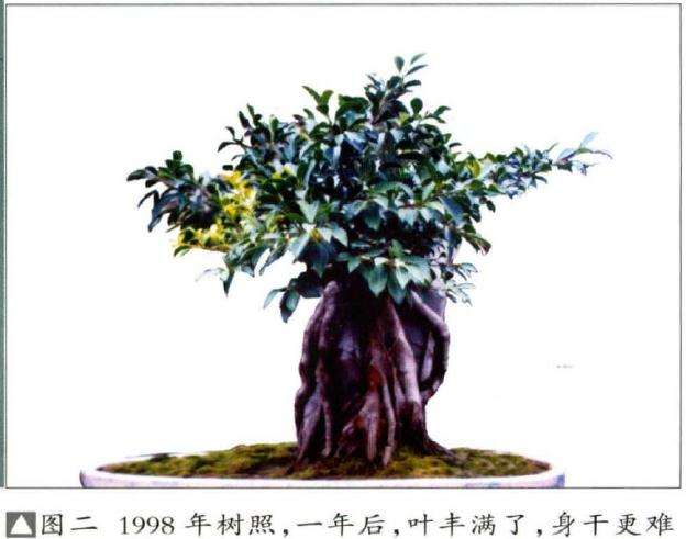 图解 榕树怎么制作附石盆景的4个步骤