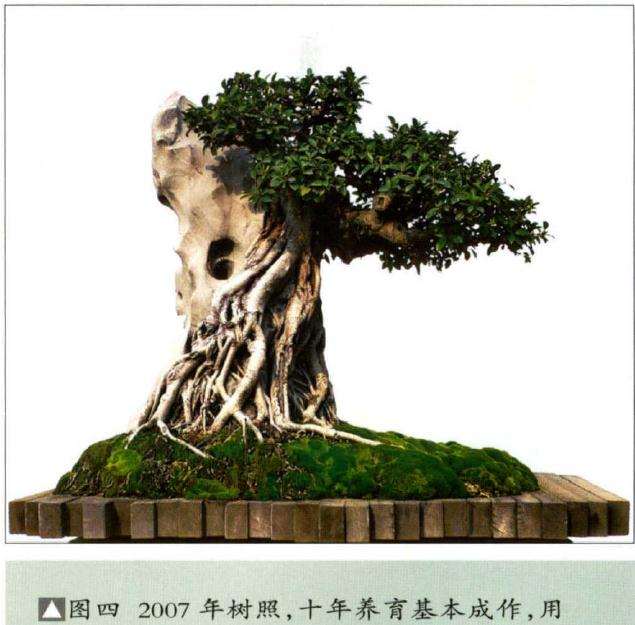 图解 榕树怎么制作附石盆景的4个步骤