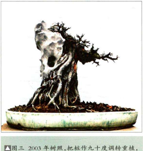 图解 榕树怎么制作附石盆景的4个步骤