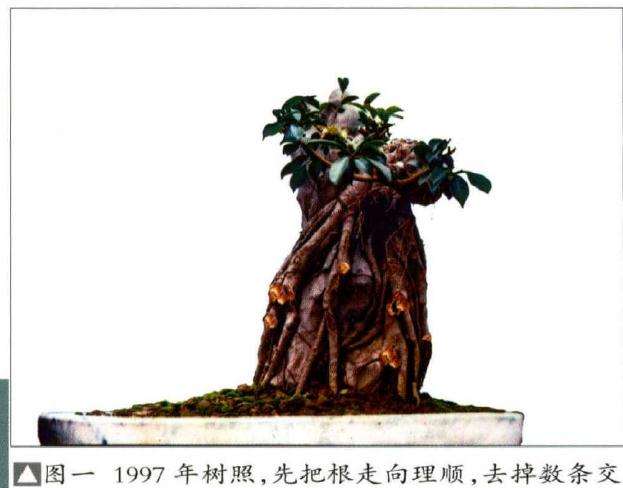 图解 榕树怎么制作附石盆景的4个步骤