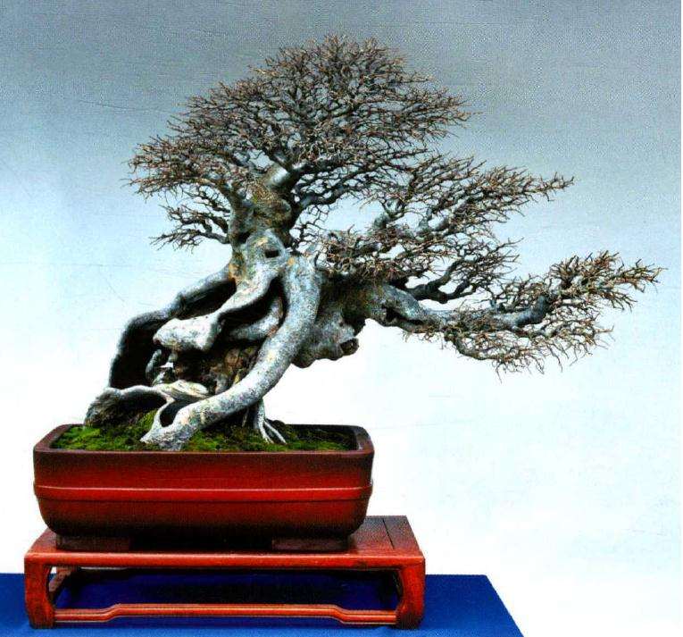 榆树盆景小叶病怎么办