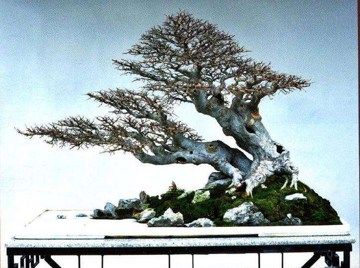 榆树盆景小叶病怎么办