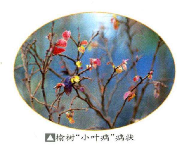 榆树盆景小叶病怎么办