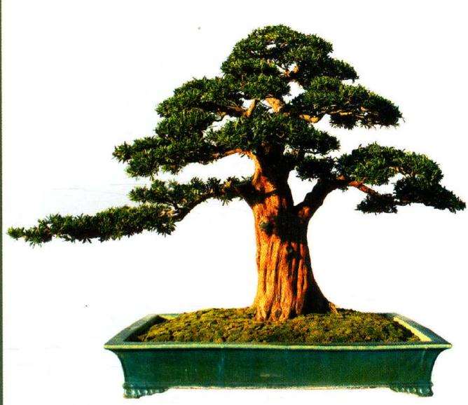 北海市南珠节罗汉松盆景展