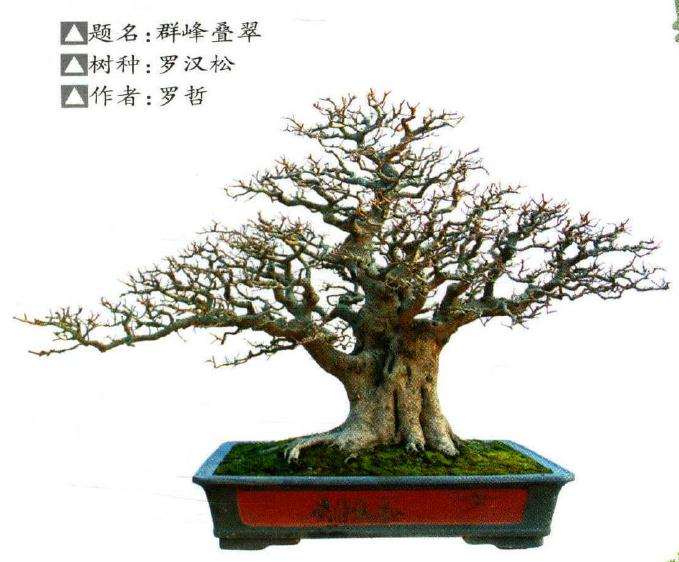 北海市南珠节罗汉松盆景展