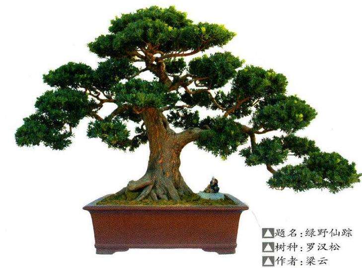 北海市南珠节罗汉松盆景展