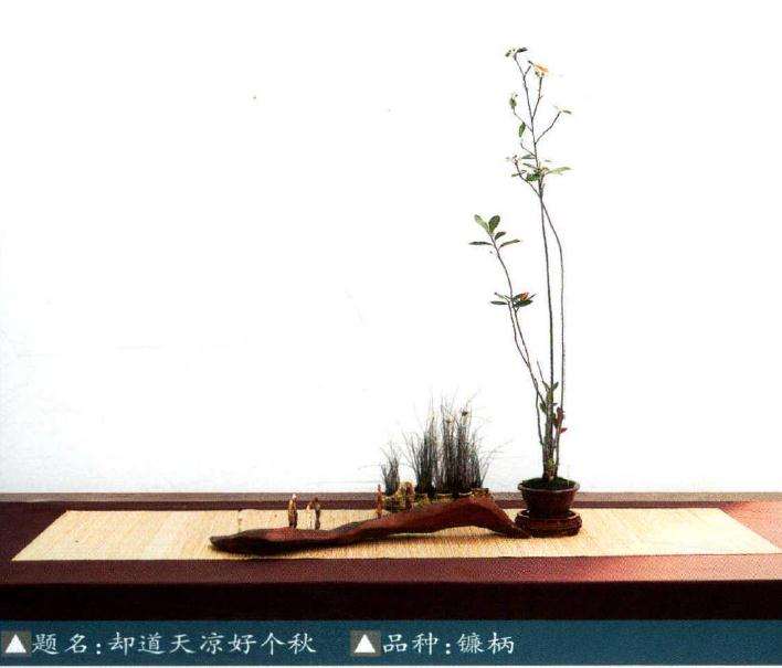 2019昆明举行中国女盆景师成立仪式