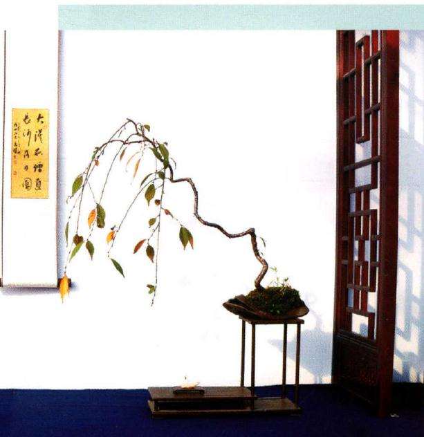 2019昆明举行中国女盆景师成立仪式