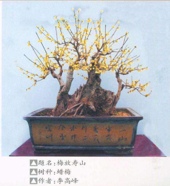 第九届中国鄢陵梅花盆景文化节