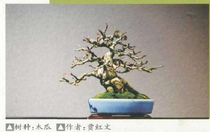 中国盆景艺术家协会为疫情募捐背后的故事