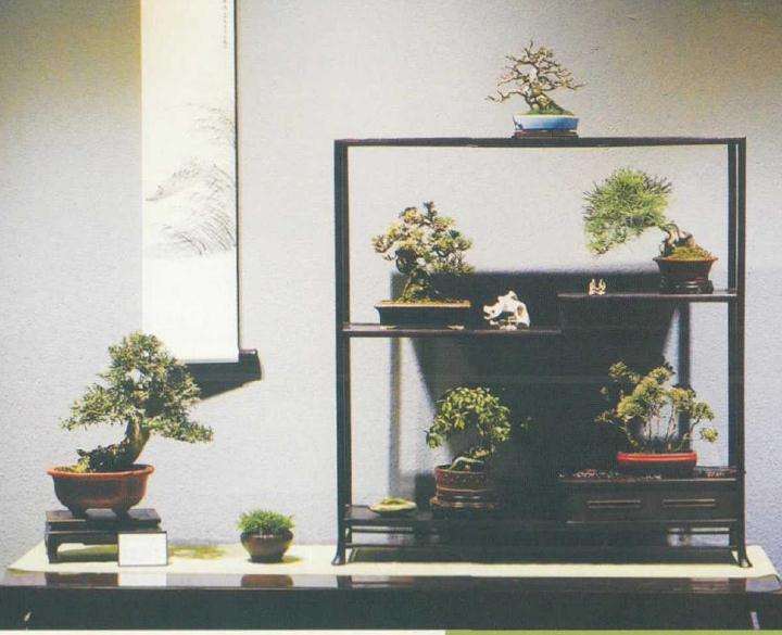 中国盆景艺术家协会为疫情募捐背后的故事