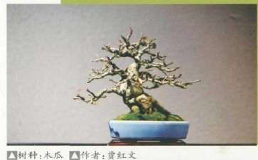 中国盆景艺术家协会为疫情募捐背后的故事