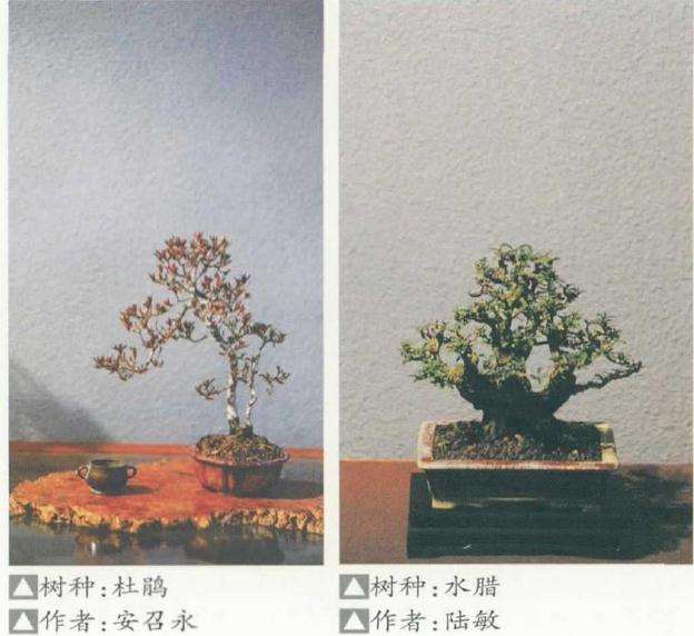 为什么要感谢中国花卉协会盆景分会的领导