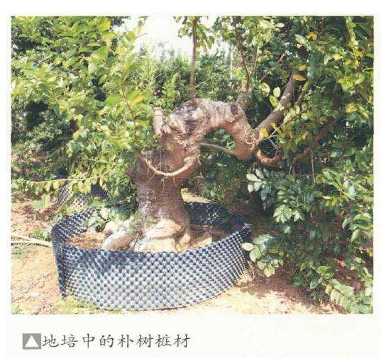 朴树盆景怎么种植