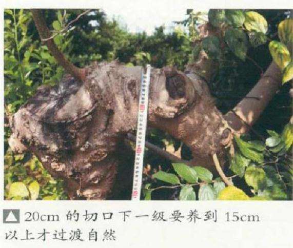 盆景怎么出枝定位的3个方法