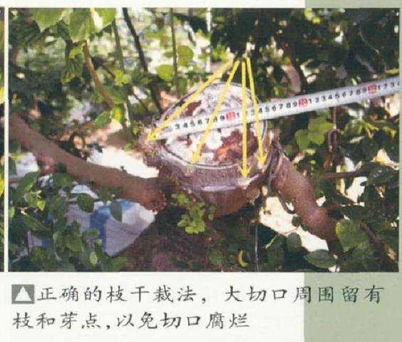 盆景怎么出枝定位的3个方法