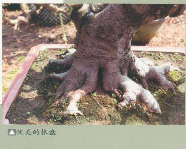 盆景怎么出枝定位的3个方法