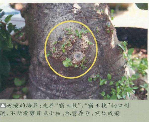 盆景怎么出枝定位的3个方法