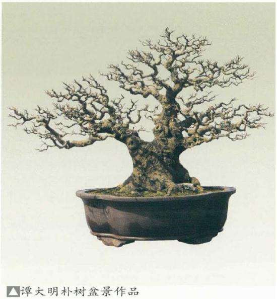 盆景怎么蓄养和修剪的方法