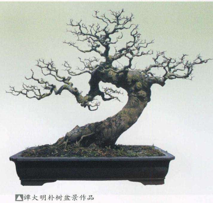 缺根盆景怎么补根的方法