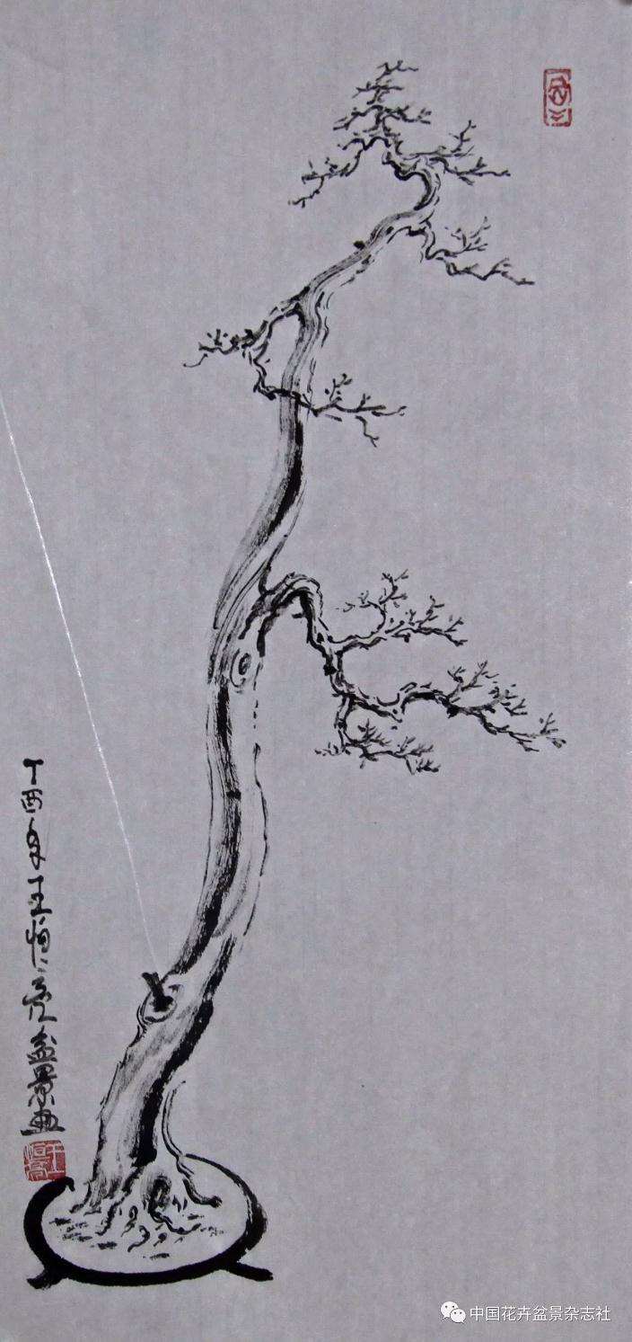 三种盆景造型的第一出枝